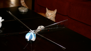 My Cat Vs. The Dragonfly, The Battle to End All Battles